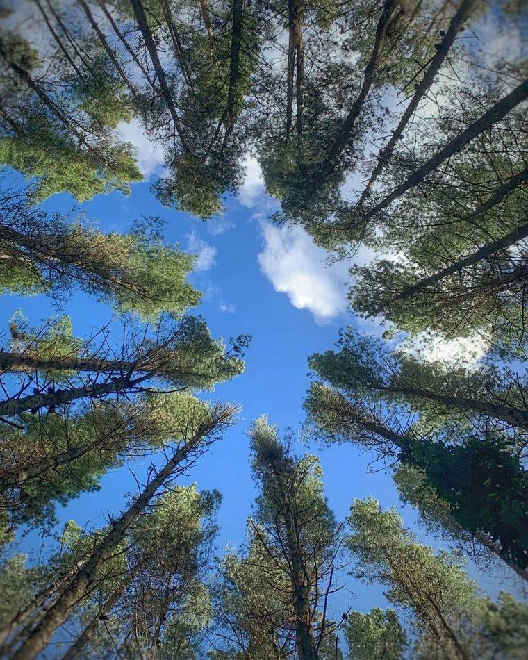 Looking up through a stand of tall pines to a blue sky